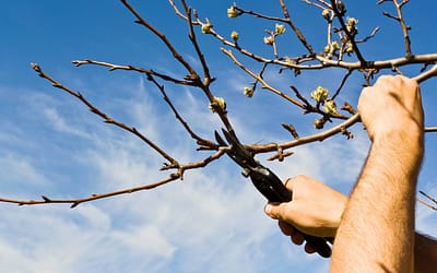 Pruned, Not Punished